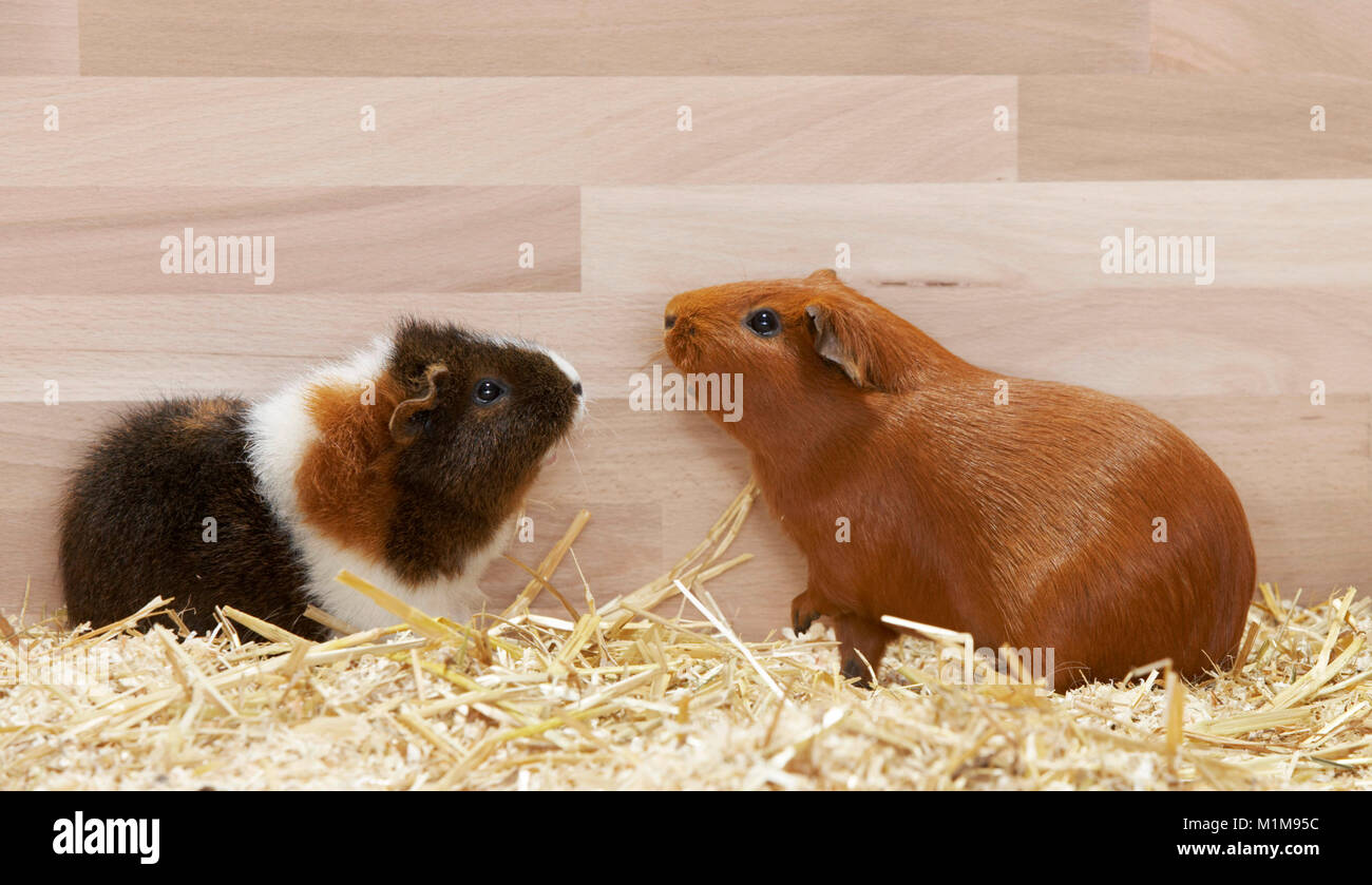 Satin Guinea Pig and Rex Guinea Pig on wood shavings. Germany Stock