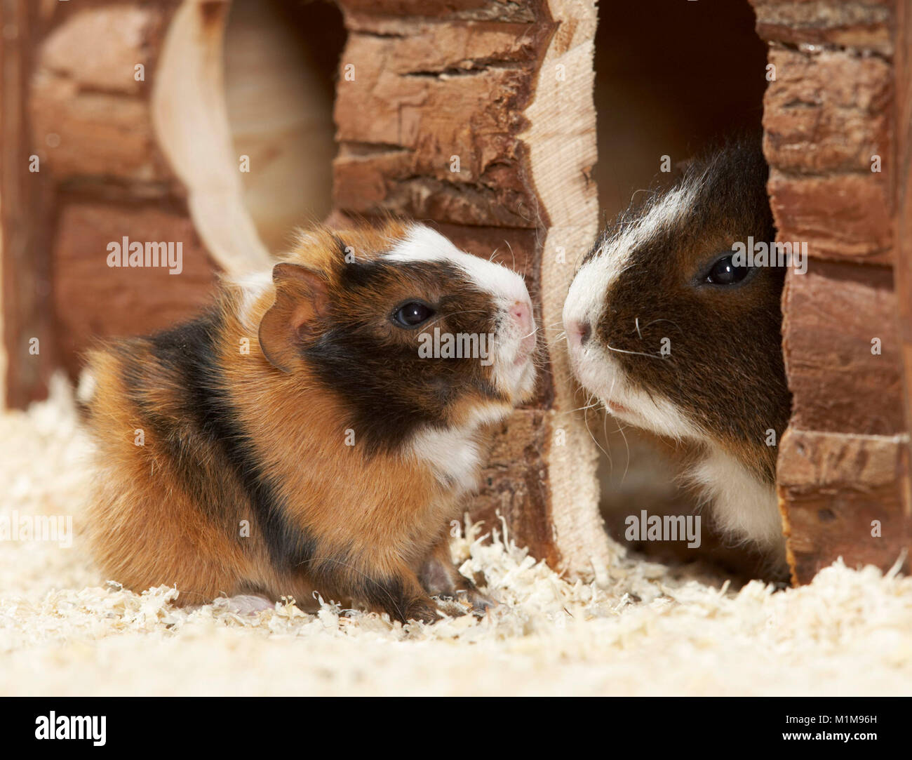 Rex Guinea Pig. Mother with three days old young. Germany Stock Photo