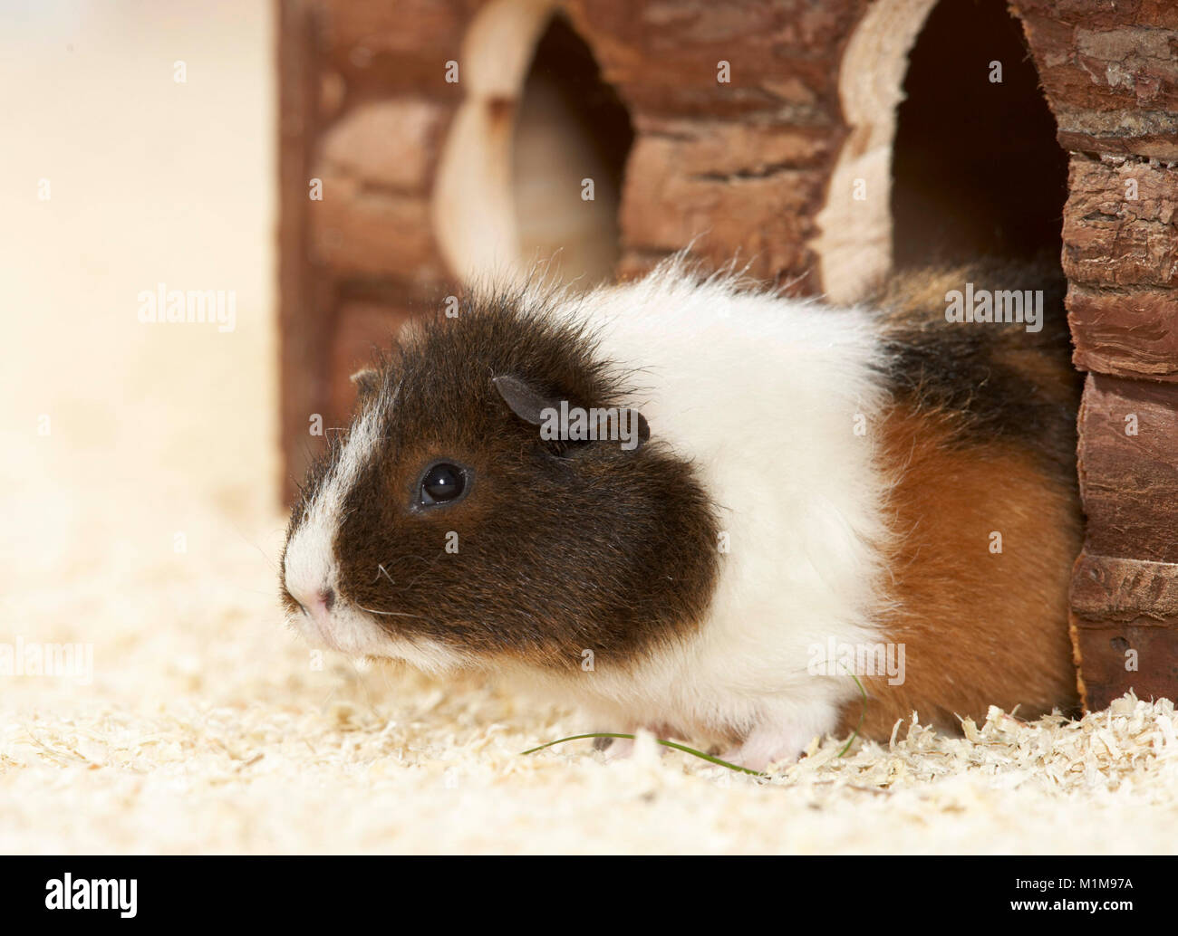 Rex Guinea Pig looking out of its retreat. Germany. Stock Photo
