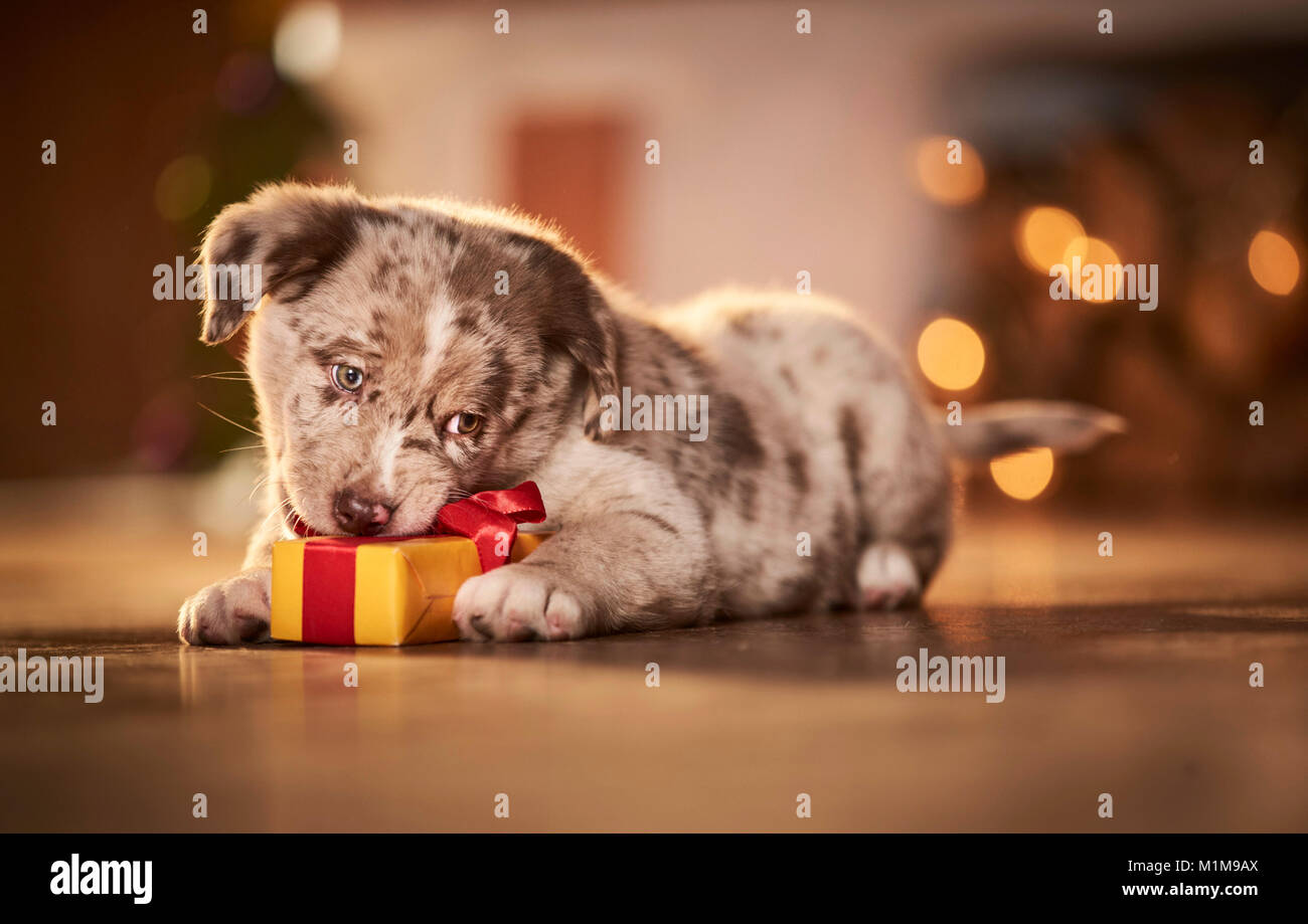 Animal funny christmas hi-res stock photography and images - Alamy