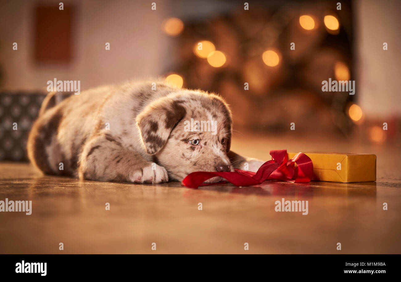 Mixed-breed dog. Puppy in a room decorated for Christmas, playing with a gift. Germany. Stock Photo