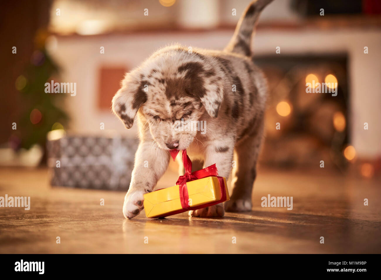 Mixed-breed dog. Puppy in a room decorated for Christmas, playing with a gift. Germany. Stock Photo