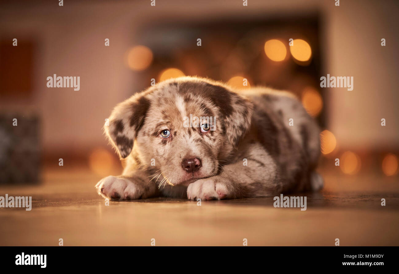 Mixed-breed dog. Puppy lying in a room decorated for Christmas. Germany. Stock Photo