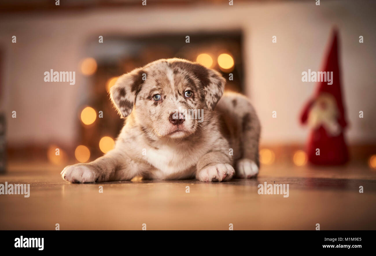 Mixed-breed dog. Puppy lying in a room decorated for Christmas. Germany. Stock Photo