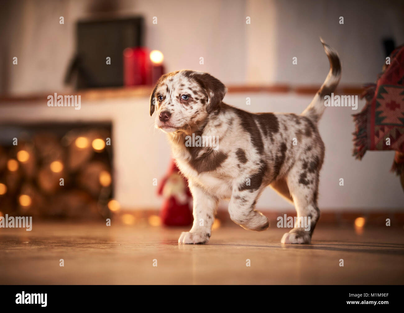 Mixed-breed dog. Puppy walking in a room decorated for Christmas. Germany. Stock Photo