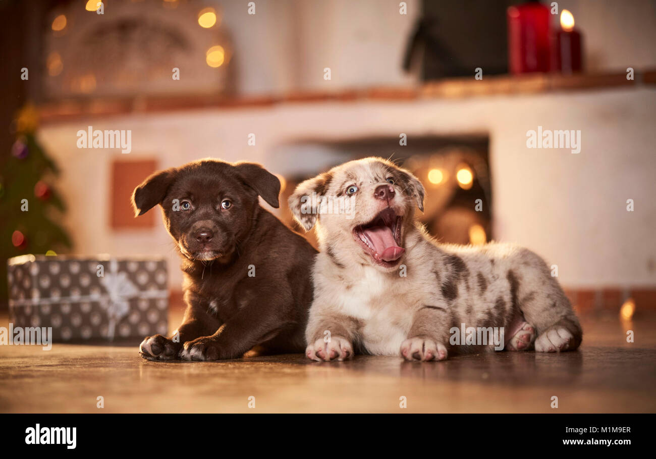 Mixedbreed dog. Two puppies lying in a room decorated for Christmas