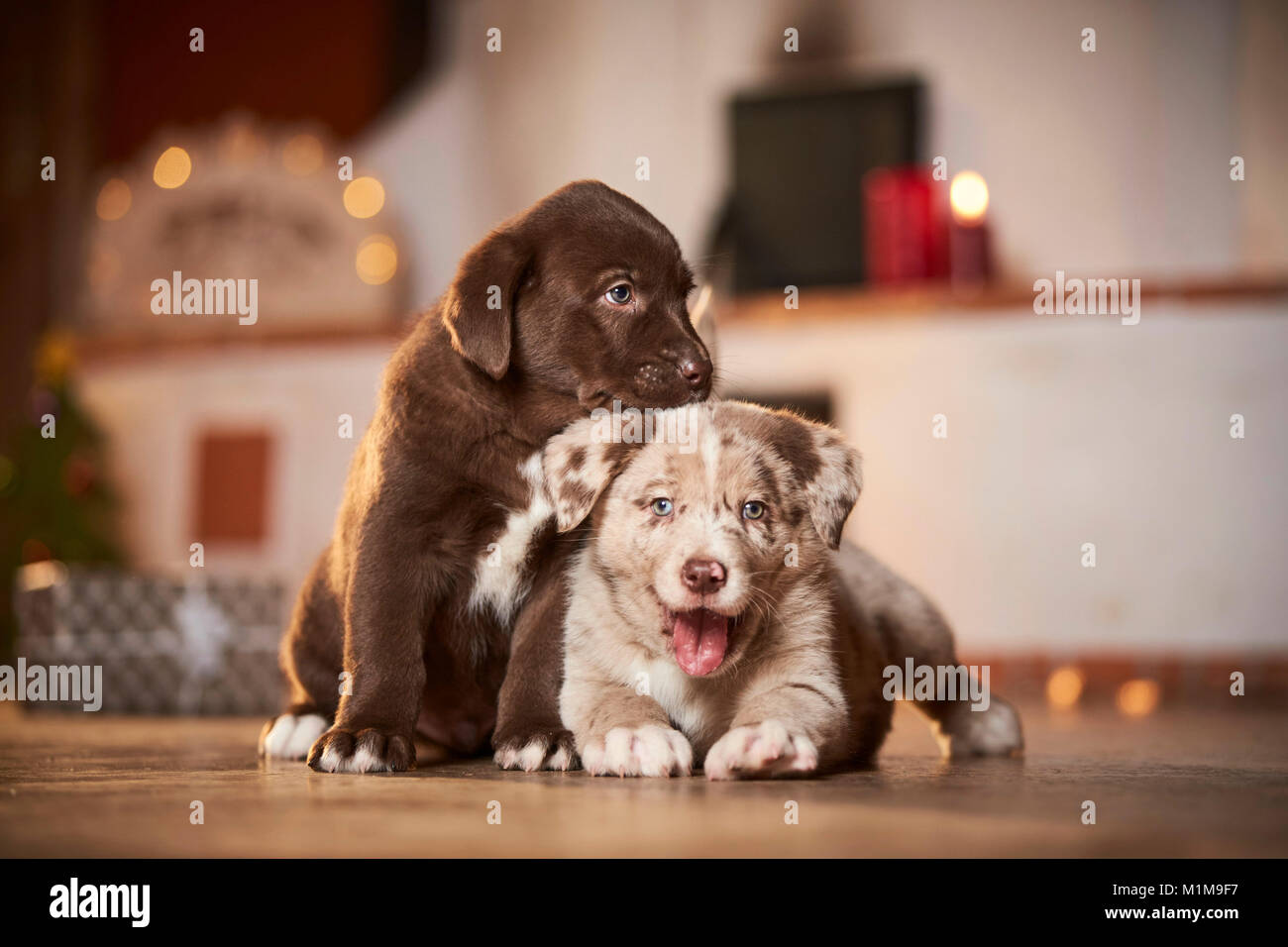 Mixedbreed dog. Two puppies in a room decorated for Christmas. Germany