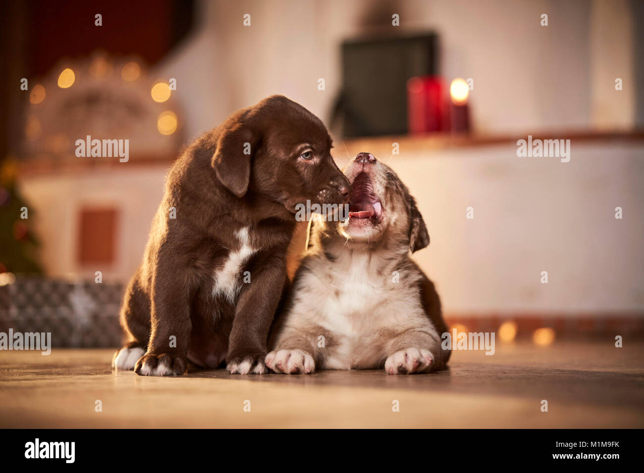 Mixed-breed dog. Two puppies in a room decorated for Christmas, one of them yawning. Germany Stock Photo