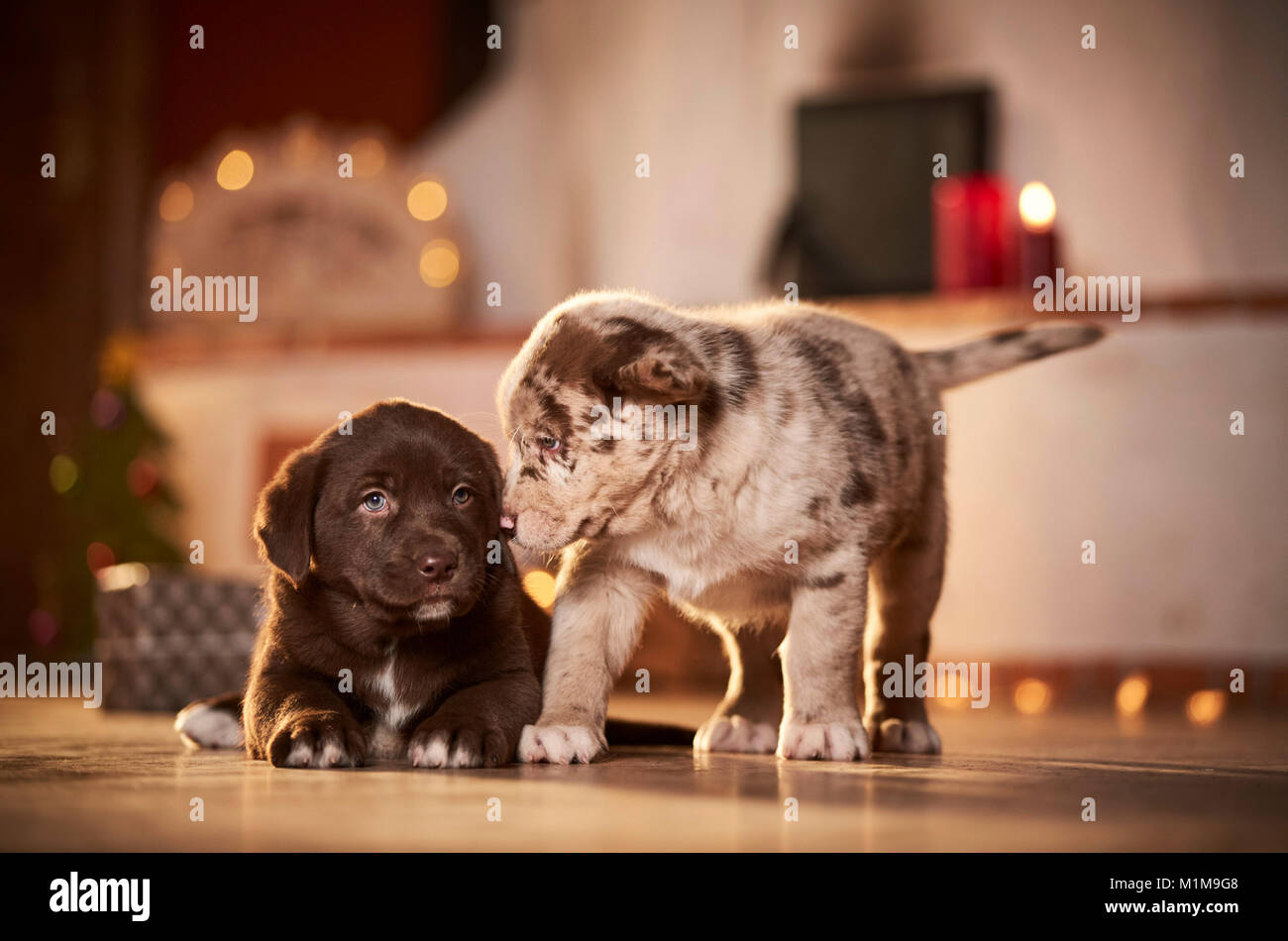 Mixed-breed dog. Two puppies in a room decorated for Christmas. Germany Stock Photo