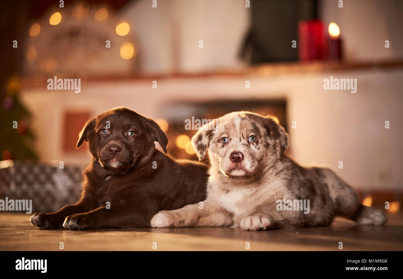 Mixed-breed dog. Two puppies lying side-by-side in a room decorated for Christmas. Germany Stock Photo