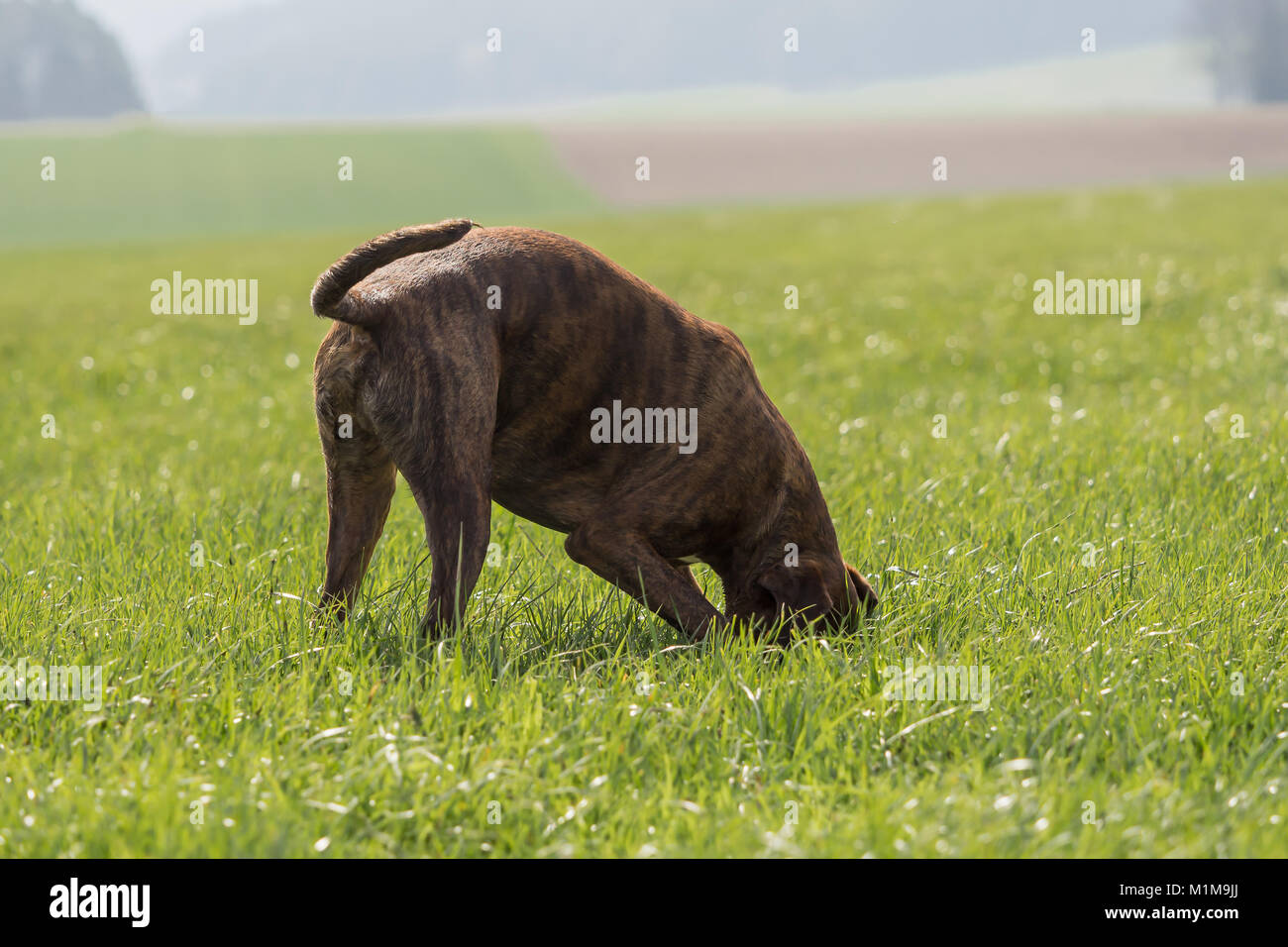 Boxers are playing outside in the meadow Stock Photo Alamy