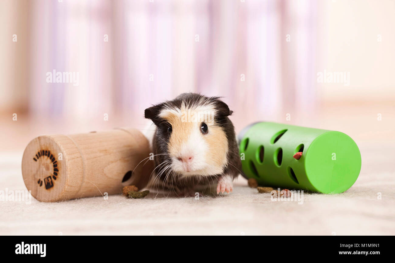Smooth-haired Guinea Pig, Cavie. Adult next to toys, which release food when handled. Germany Stock Photo