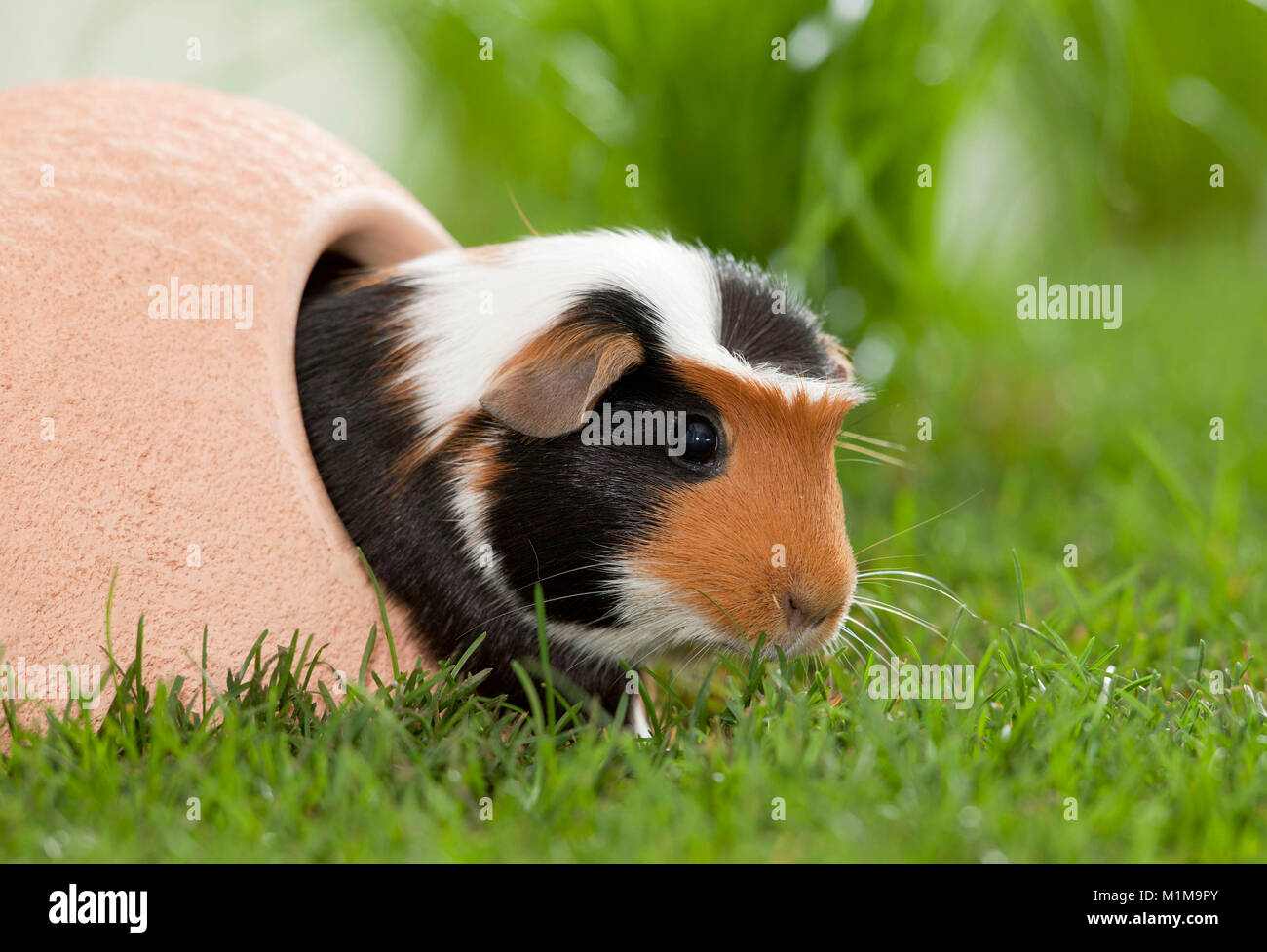 English Crested Guinea Pig, Cavie coming out of its retreat onto a lawn. Germany Stock Photo