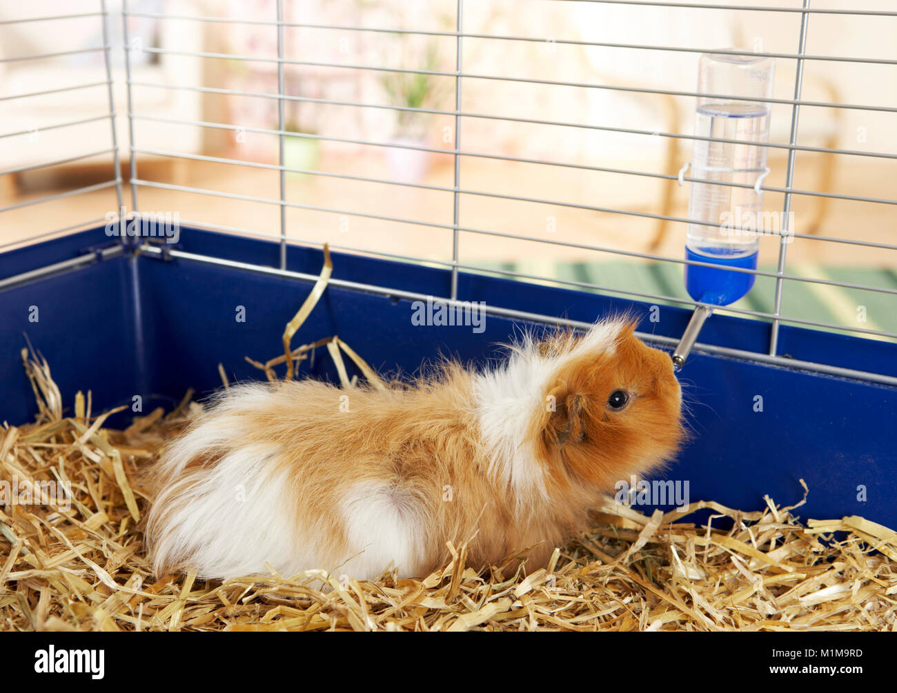 Long-haired Guinea Pig in a cage, drinking from drinker. Germany Stock Photo