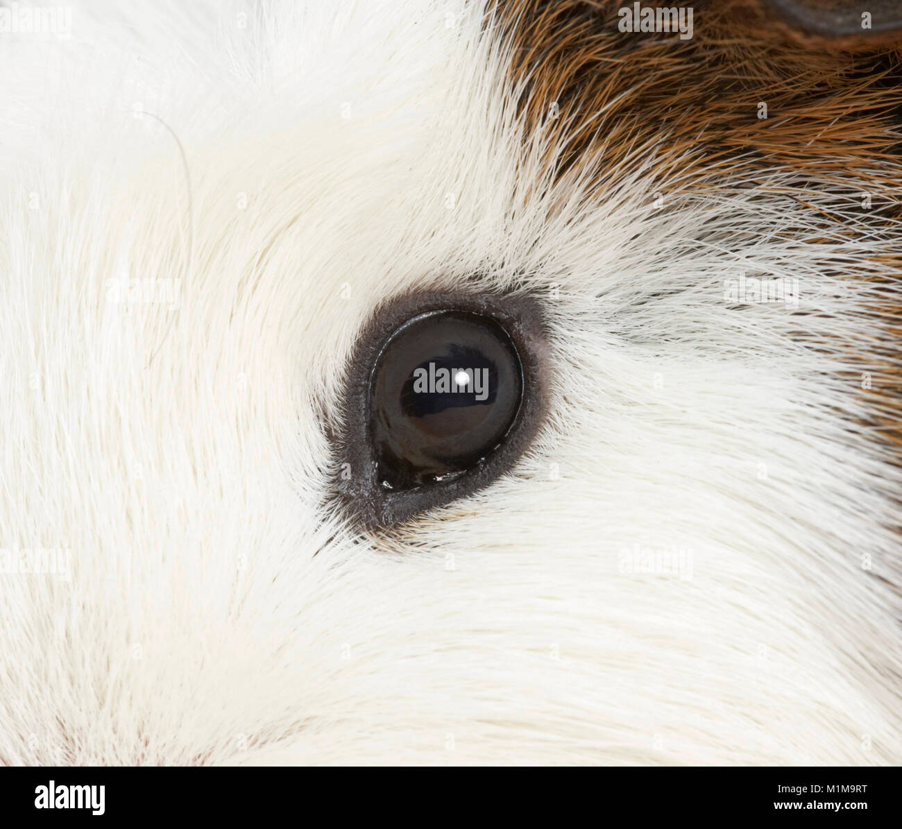 Smooth-haired Guinea Pig, Cavie. Close-up of eye. Germany .. Stock Photo