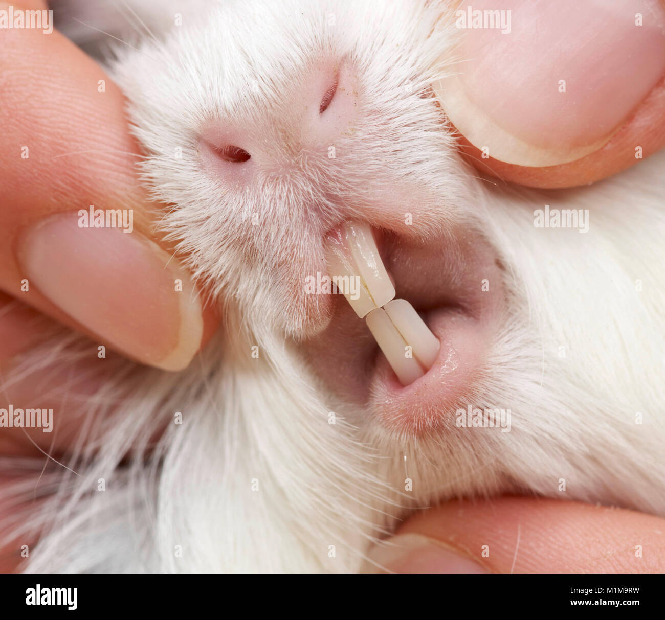 Smooth-haired Guinea Pig, Cavie in hand, showing incisors. Germany .. Stock Photo