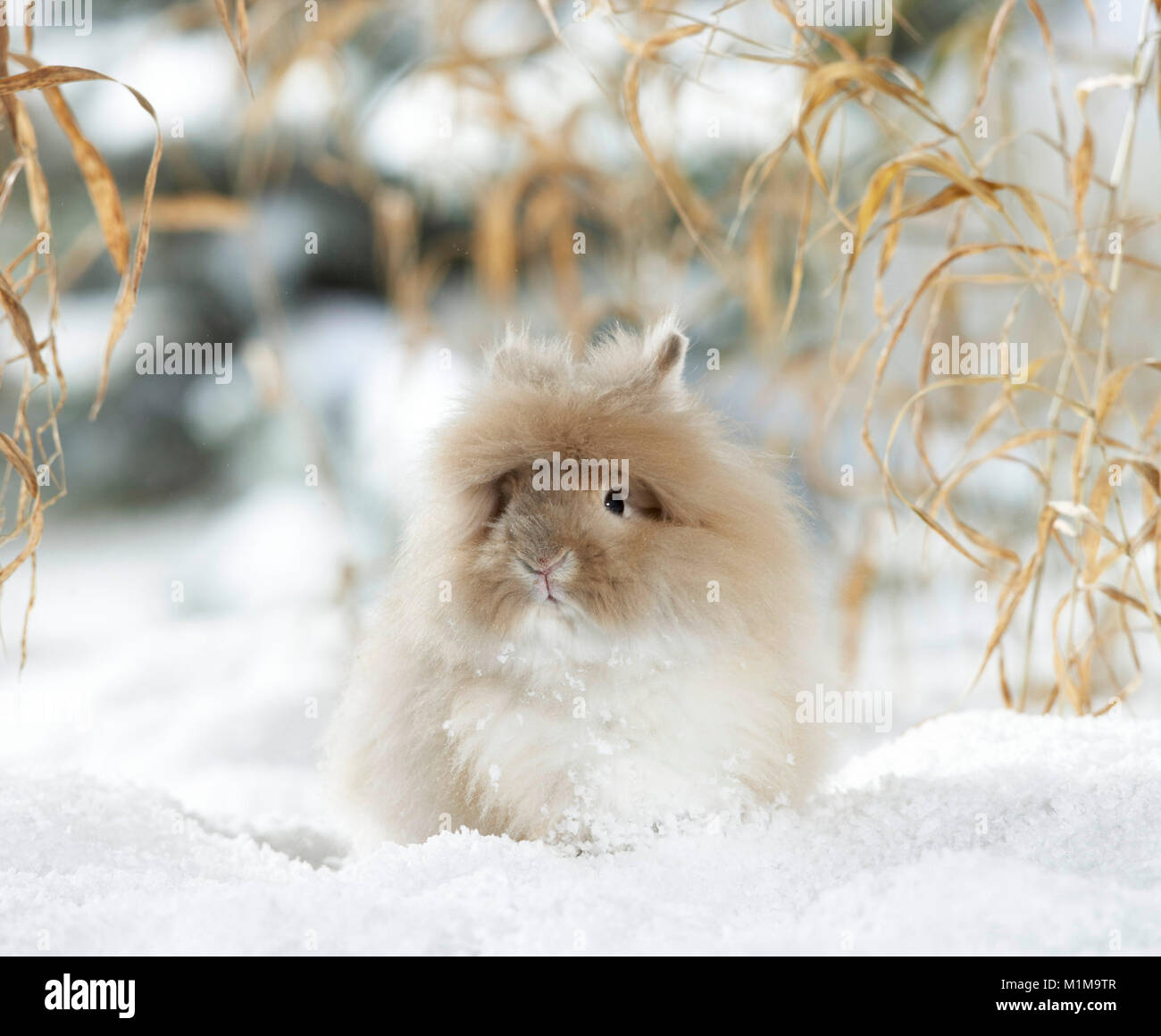 Dwarf Angora Rabbit in snow. Germany Stock Photo
