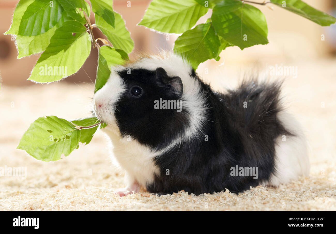 Abyssinian Guinea Pig eating Beech leaves. Germany . Stock Photo