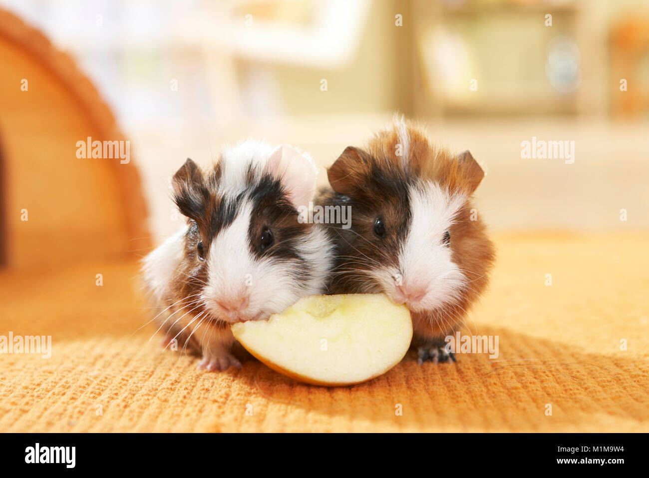Abyssinian Guinea Pig. Two young (17 days old) eating an apple. Germany Stock Photo