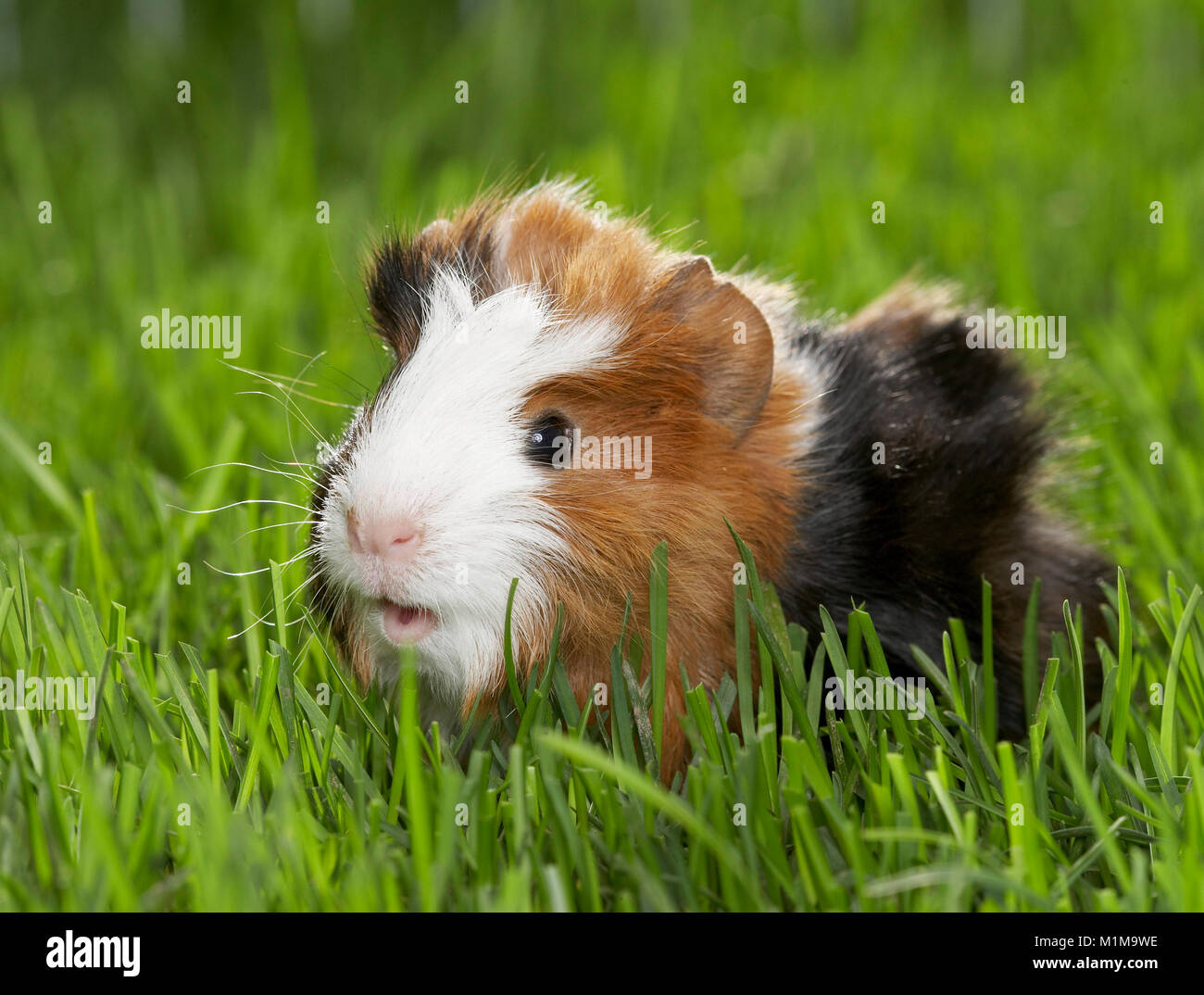 Abyssinian Guinea Pig, Cavie. Young (11 days old) in grass, chewing. Germany Stock Photo