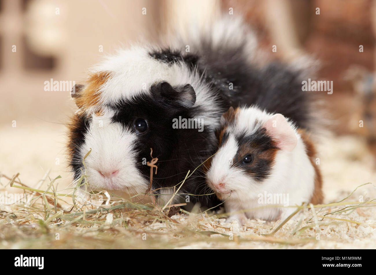 Abyssinian Guinea Pig. Mother with young (4 days old) on wood shavings, eating hay. Germany Stock Photo