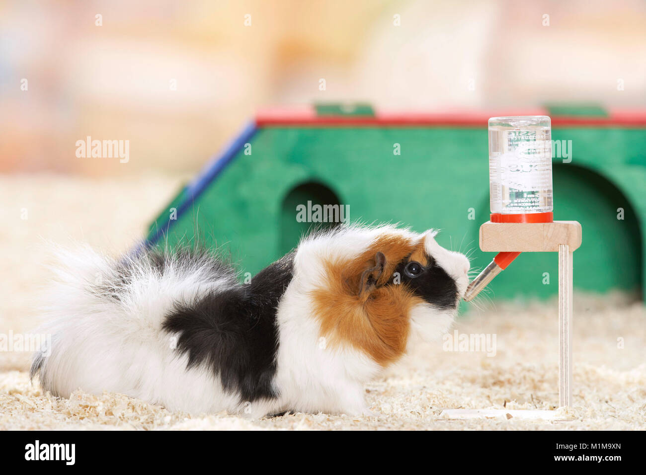 Thirsty guinea pig hi-res stock photography and images - Alamy - Guinea Pig Owners And Caffeine Consumption Patterns