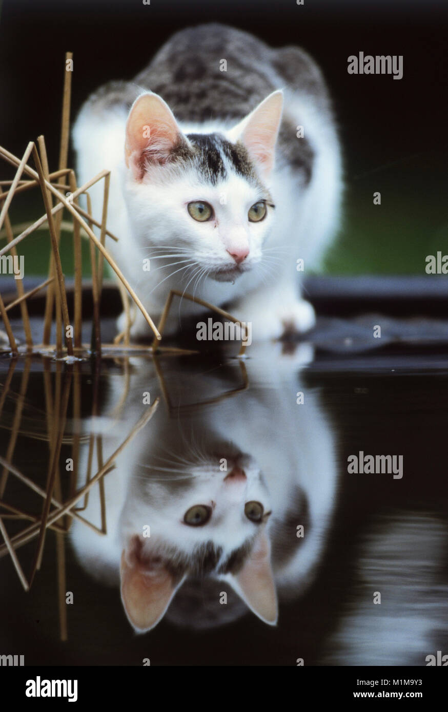 Domestic cat. Adult drinking at a pond. Germany. Stock Photo