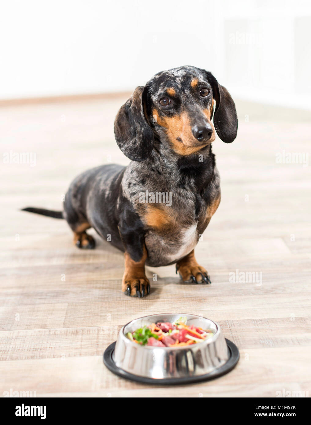 Short-haired Dachshund. Adult sitting in front of a food bowl with raw meat and vegetables (BARF). Germany. Restriction: Not for guidebooks for pet care until 9/2018 Stock Photo