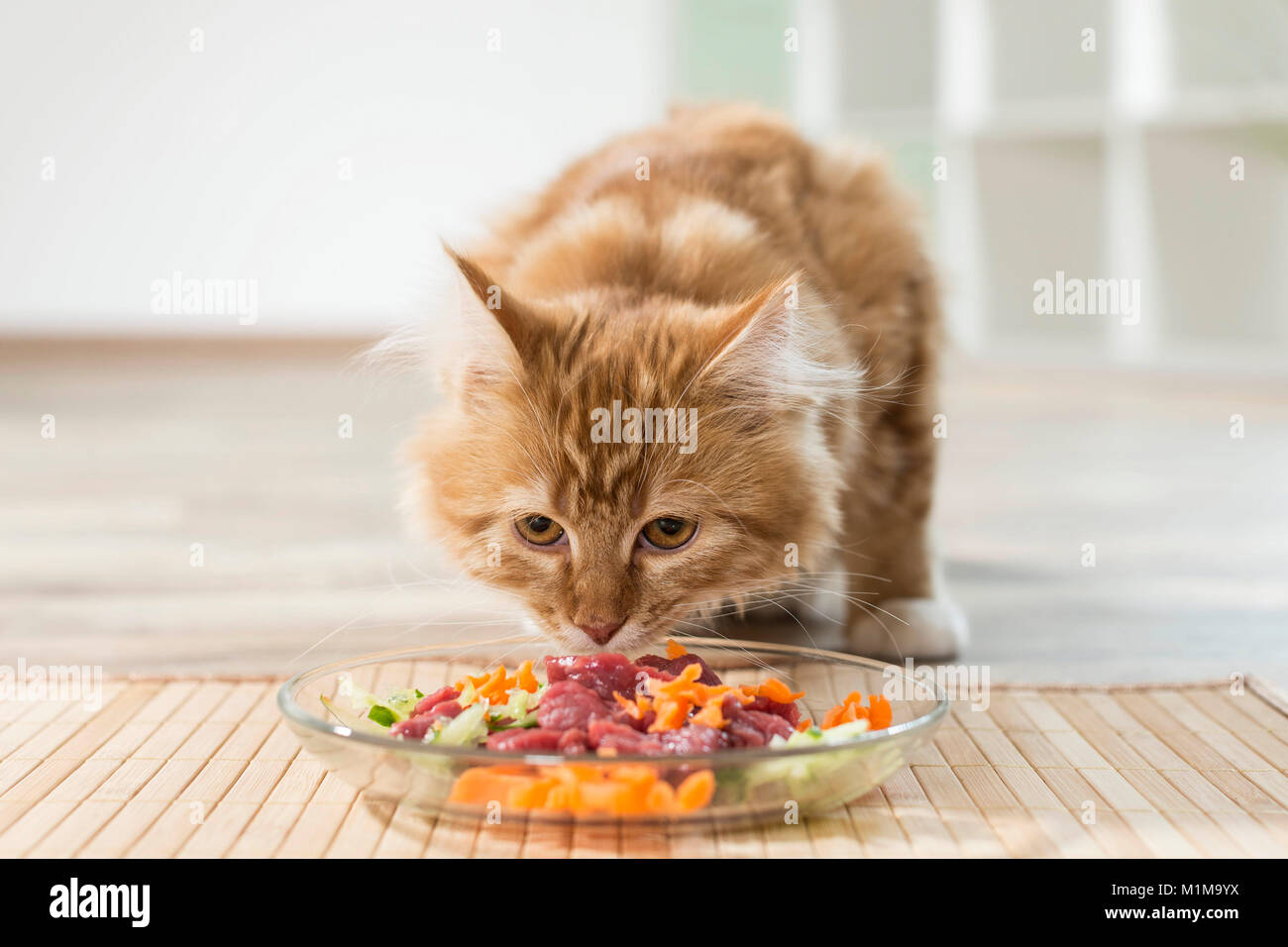 American Longhair, Maine Coon. Juvenile eating raw meat and vegetables (BARF) from a glass dish. Germany Stock Photo