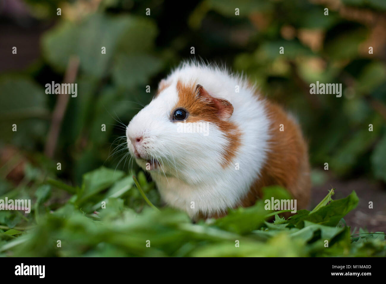 Smooth-haired Guinea Pig in an outdoor enclosure, eating Dandelion leaves. Germany. Stock Photo