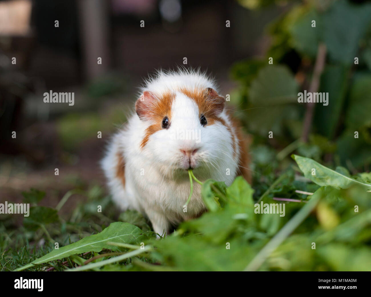 Smooth-haired Guinea Pig in an outdoor enclosure, eating Dandelion leaves. Germany. Stock Photo