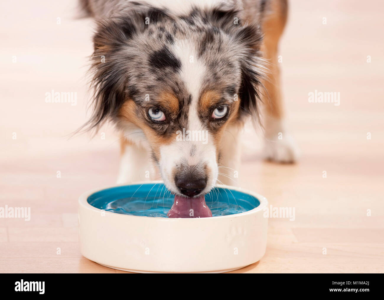 Australian Shepherd. Juvenile dog drinking from a water bowl. Germany Stock Photo
