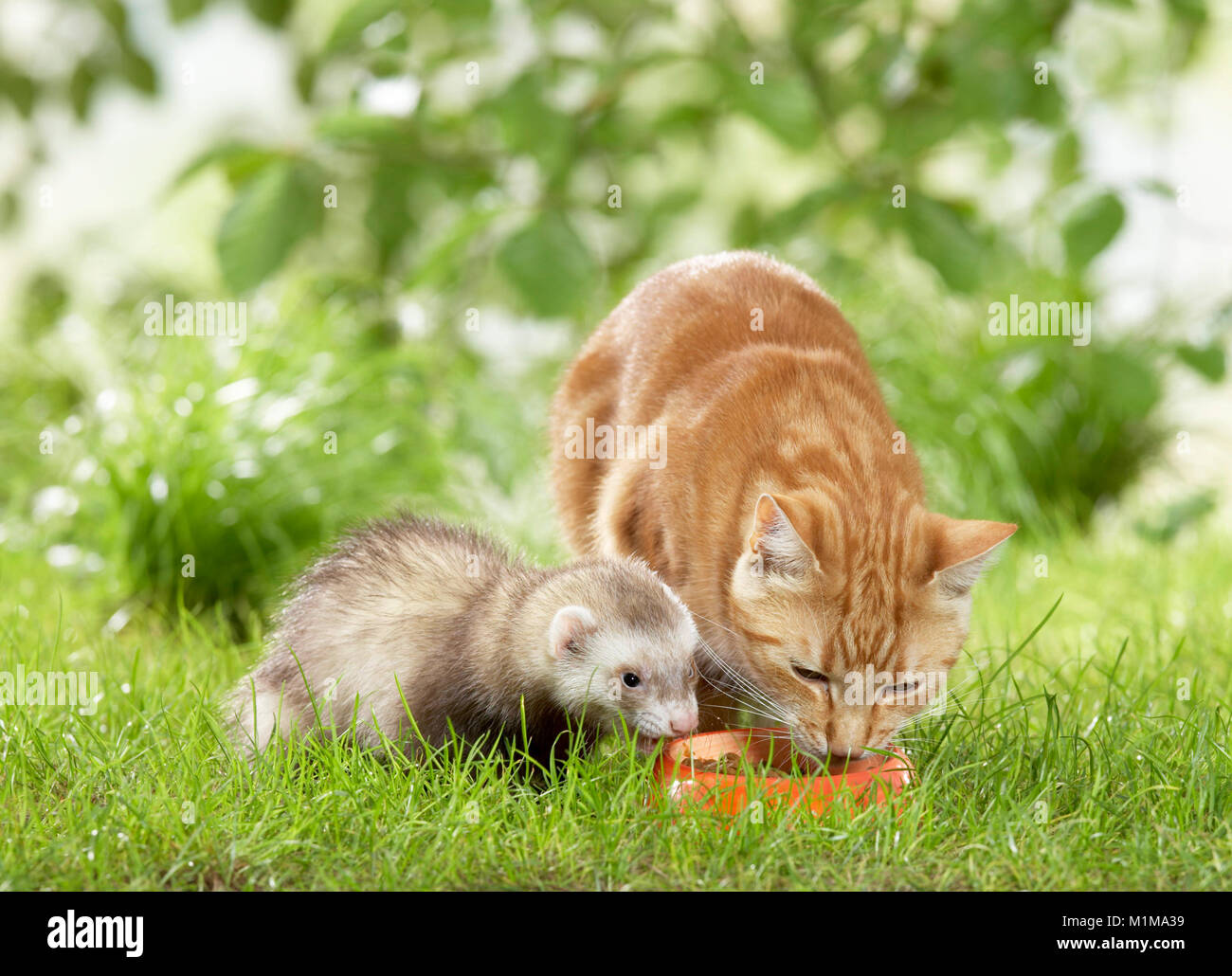 Animal friendship Ferret and adult domestic cat sharing a bowl of food