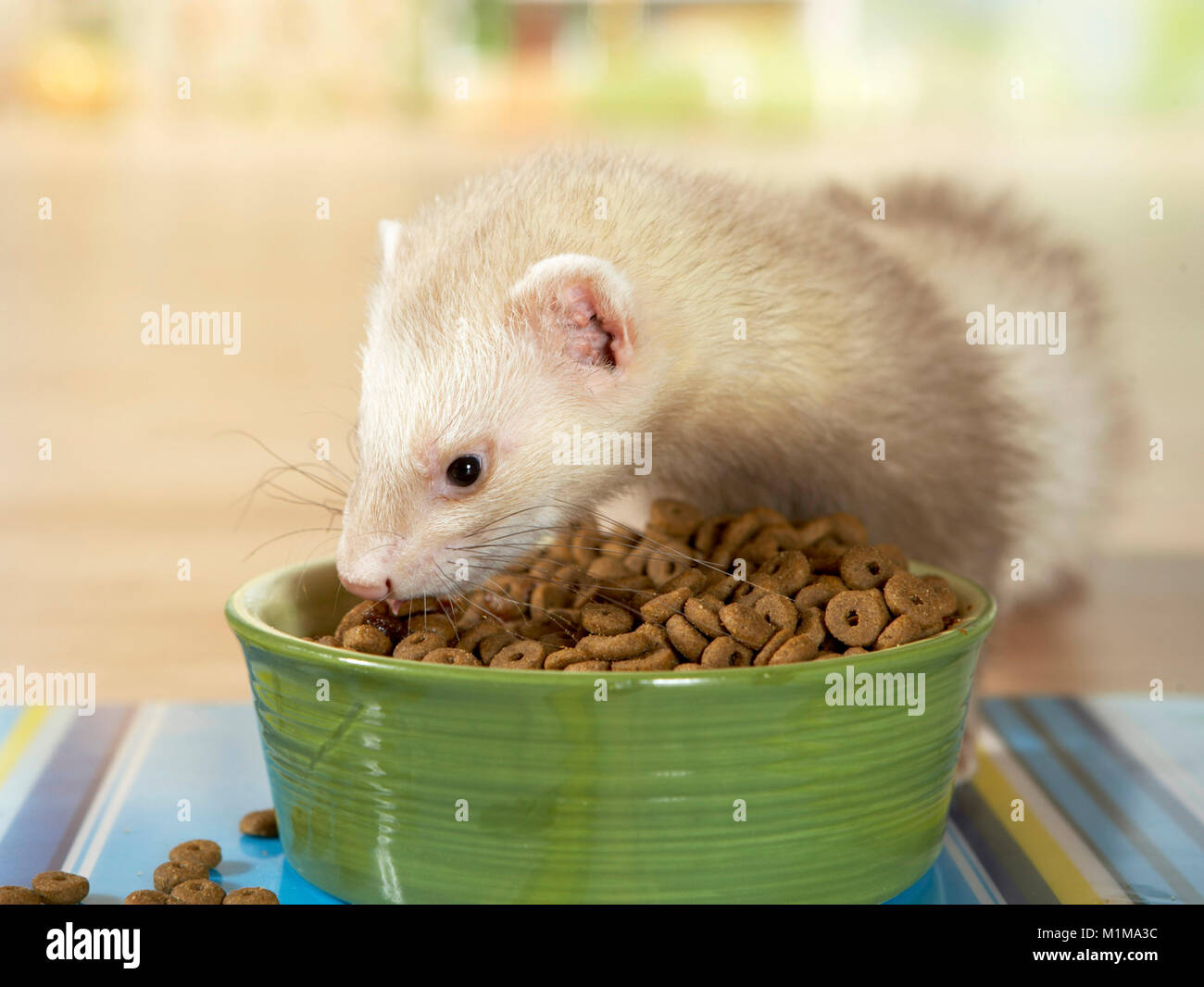 Ferret Mustela putorius furo eating dry complete food from a