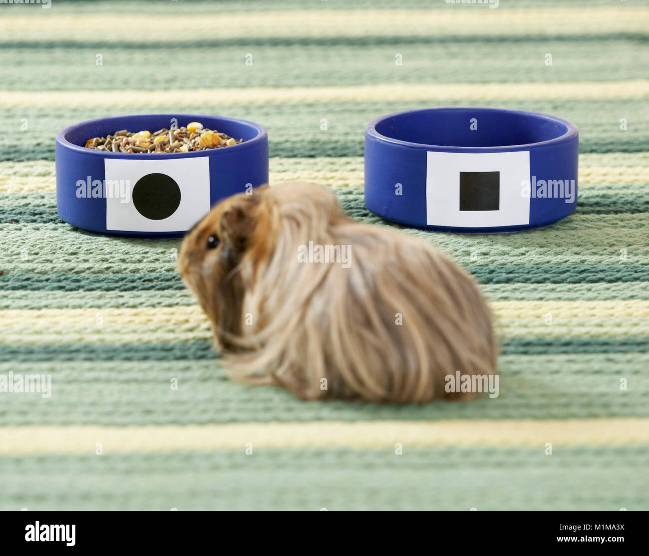 Domestic Guinea Pig, Cavie. Long-haired Guinea Pig having the choice between two food bowl, one of them empty, intelligence, learning. Germany Stock Photo