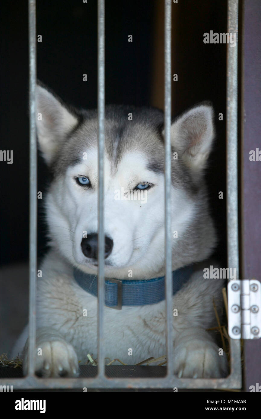 Siberian Husky in a travel crate. Germany. Stock Photo