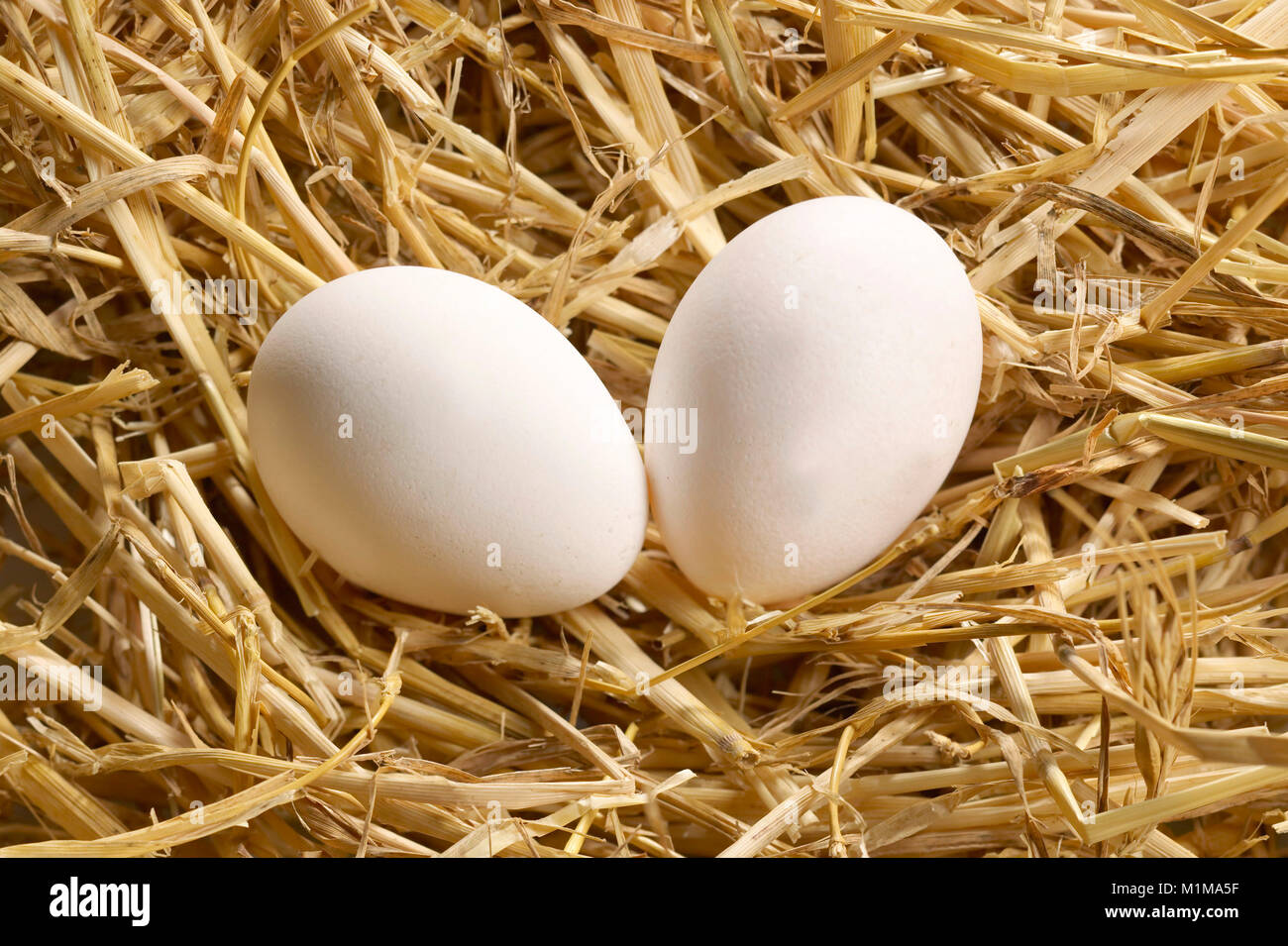 Domestic Chicken. Two eggs in straw. Germany Stock Photo