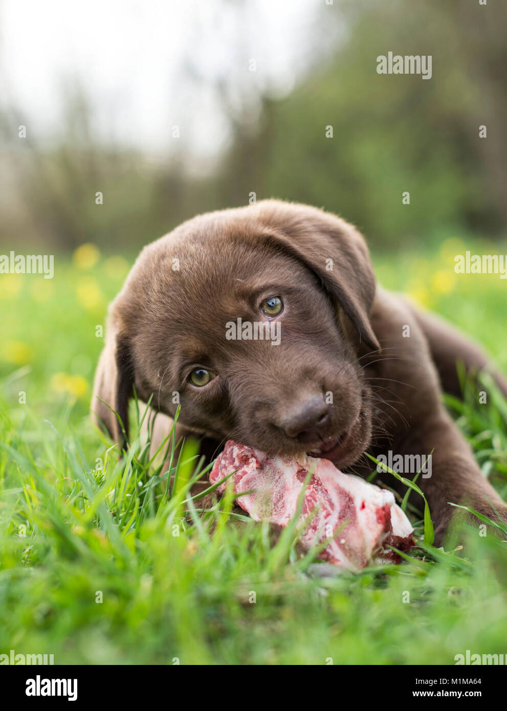 Brown Labrador Retriever- Puppy chewing on a fleshy bone. Germany. Stock Photo