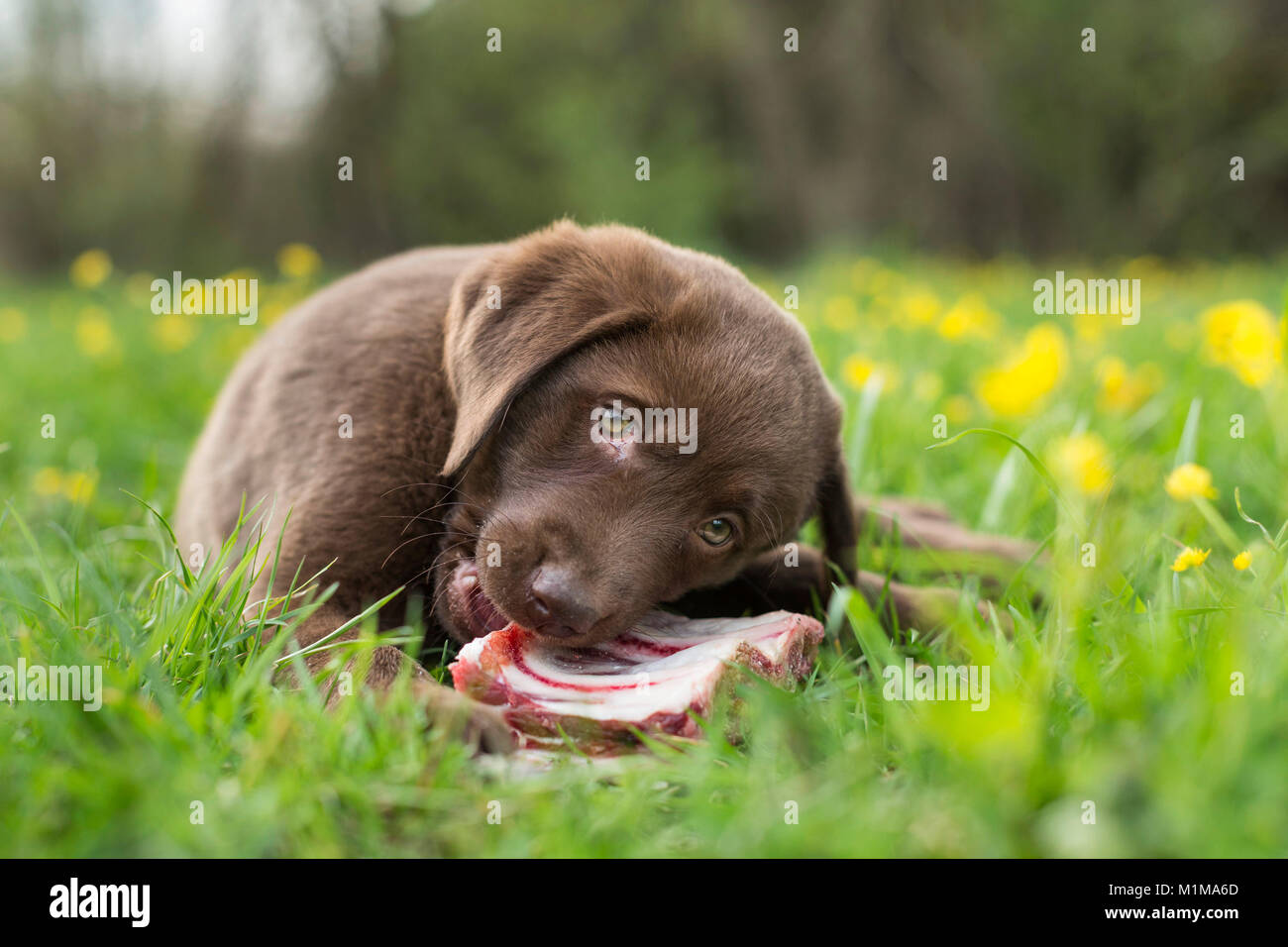 Brown Labrador Retriever- Puppy chewing on a fleshy bone. Germany. Stock Photo