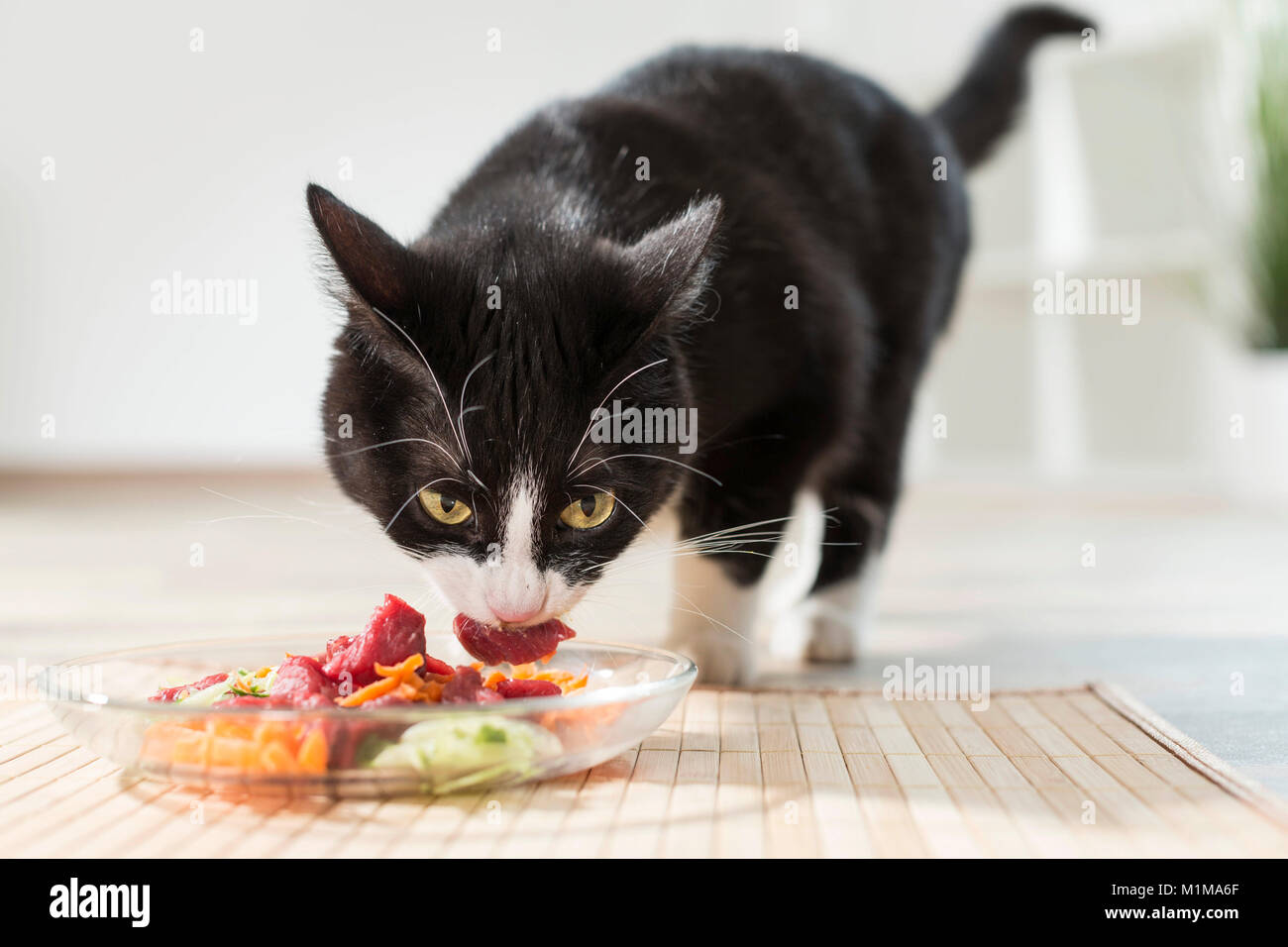 Domestic cat. Juvenile eating raw meat and vegetables (BARF) from a glass dish. Germany Stock Photo