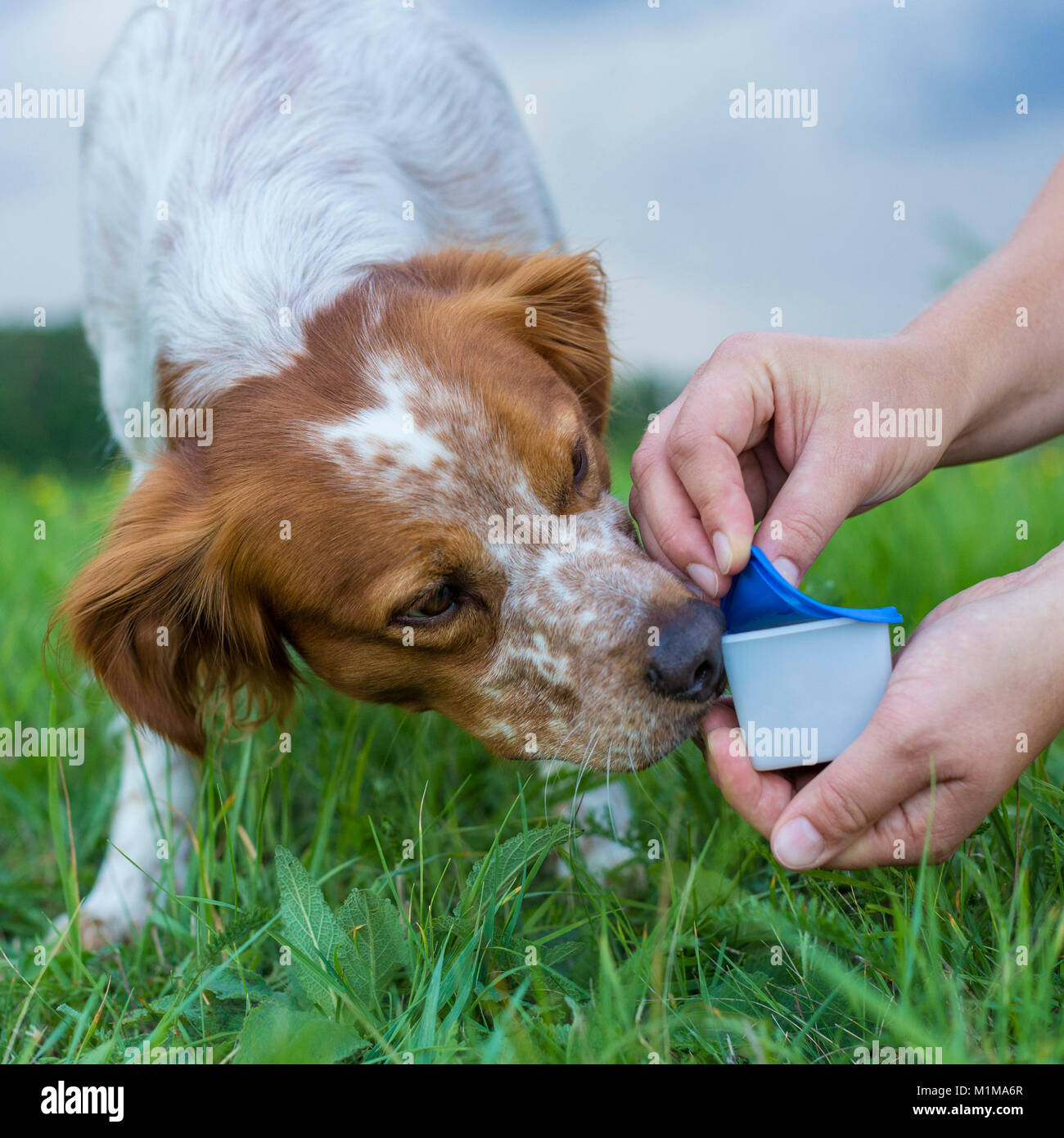 Brittany. After finding a box with food, the dog gets a reward. Germany Stock Photo