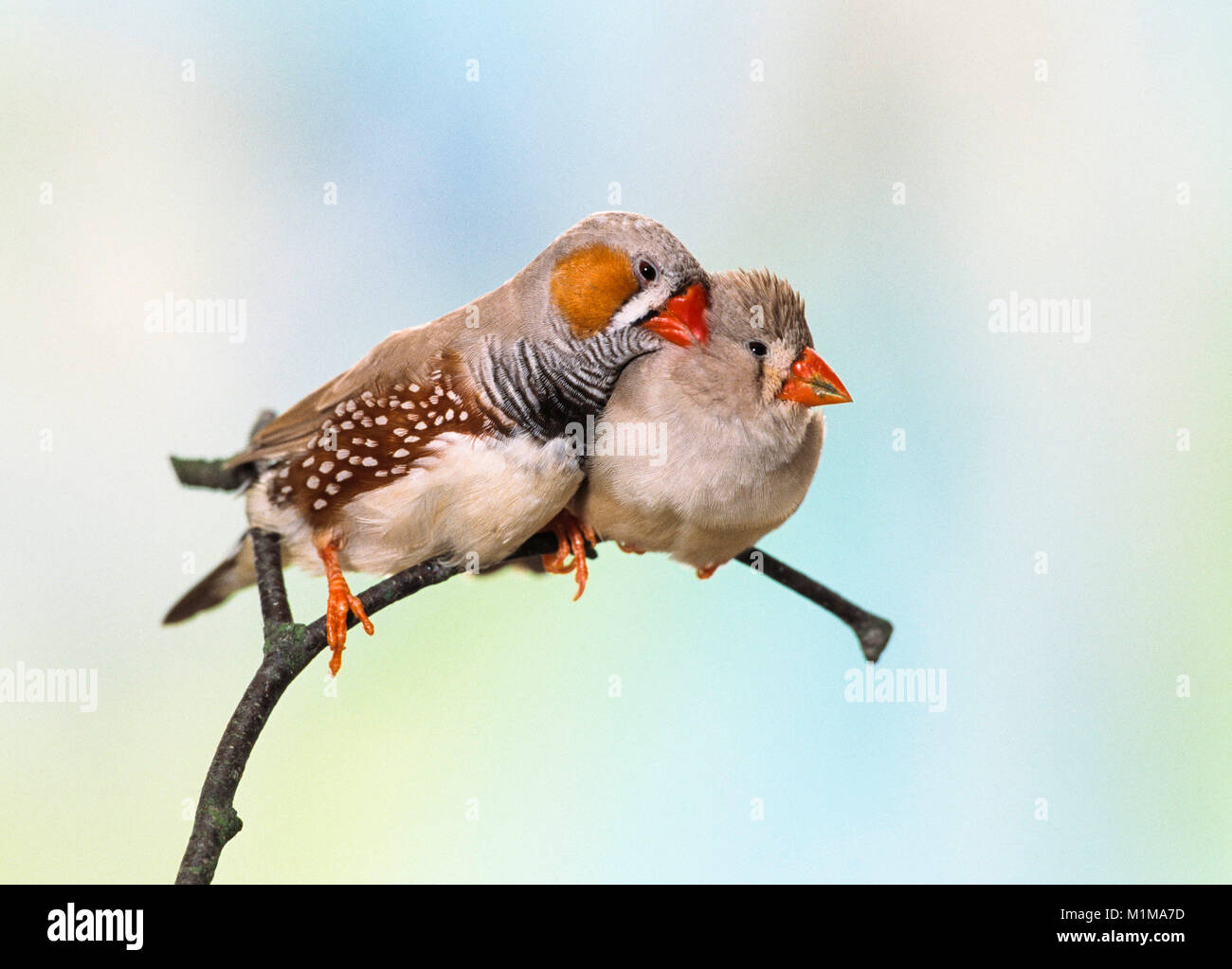 pregnant baby zebra finch pregnant baby zebra finch