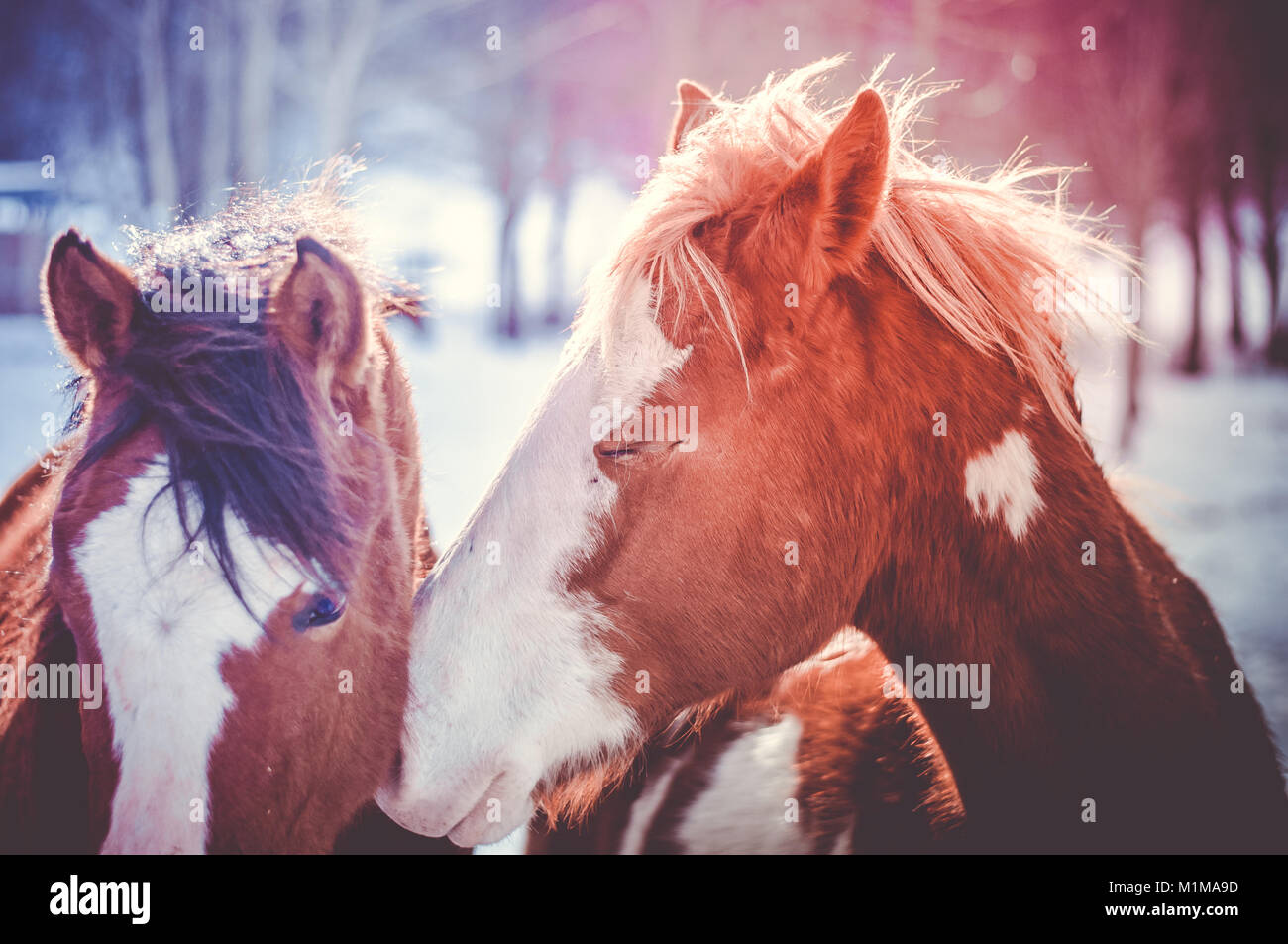 Close-up of beautiful horses standing in a field of freshly fallen snow at Matese lake in Letino, Caserta,  south Italy Stock Photo
