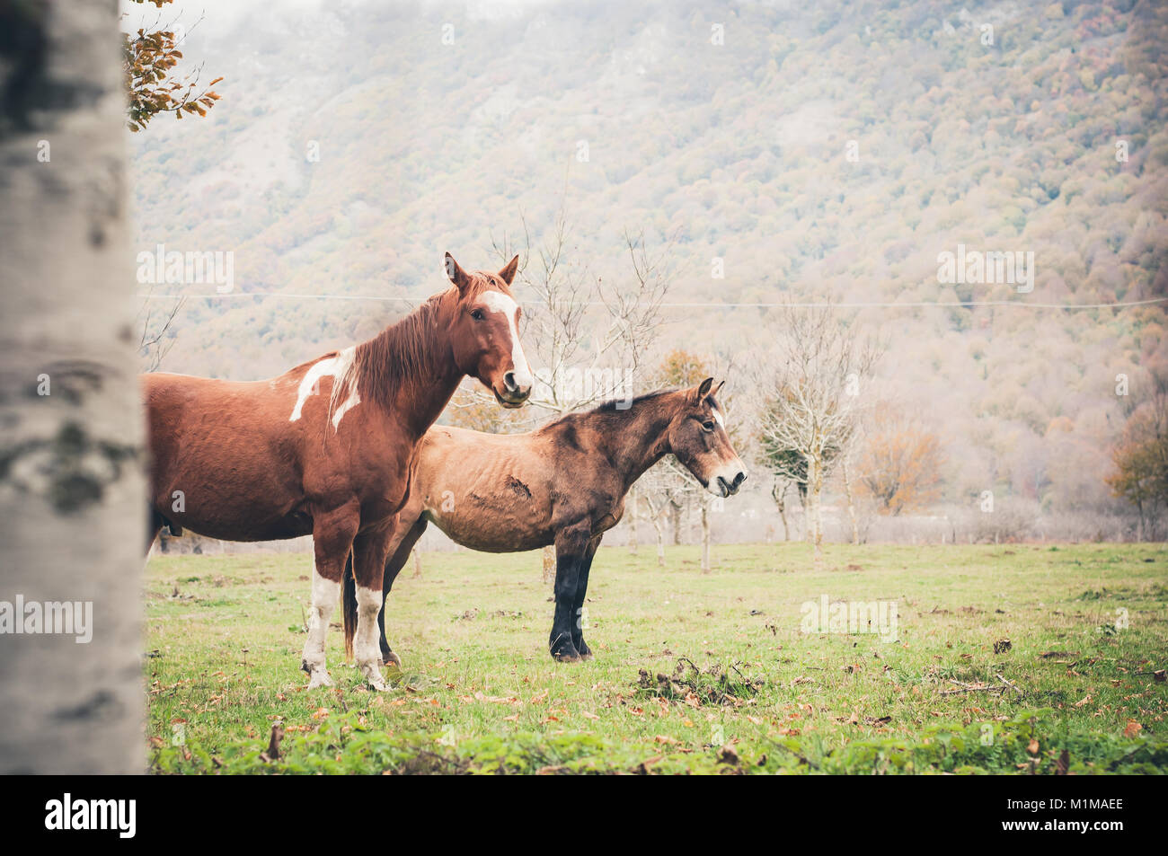 horse graze in a farm in Matese Lake, Latino, Caserta district, Campania, Italy Stock Photo