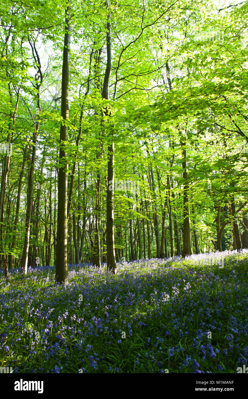 Blue bells in woods on Sunny spring day Stock Photo
