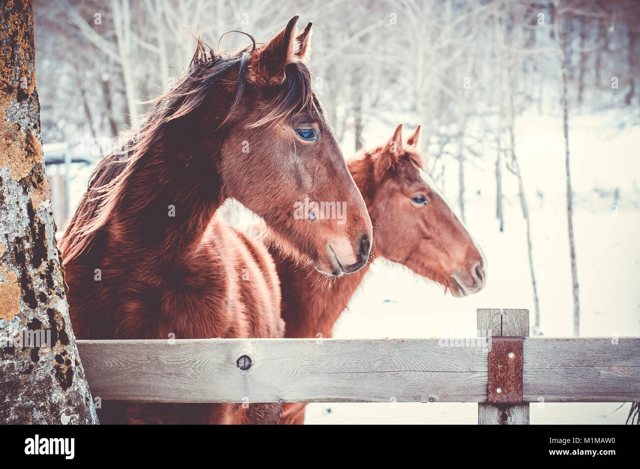 Close-up of beautiful horses standing in a field of freshly fallen snow at Matese lake in Letino, Caserta,  south Italy Stock Photo
