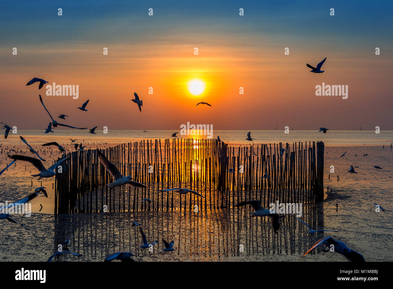 Sunset background with birds hi-res stock photography and images - Alamy