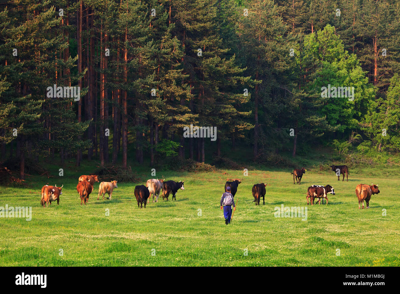 cows and man pasing trouth green meadows near forest in sunset summer time Stock Photo