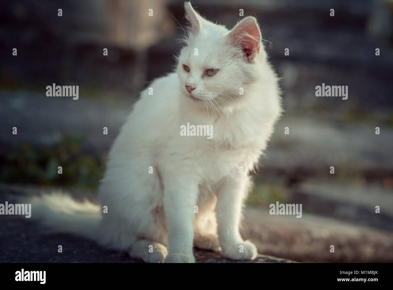 Premium Photo  Red kitten sits on floor scales close up