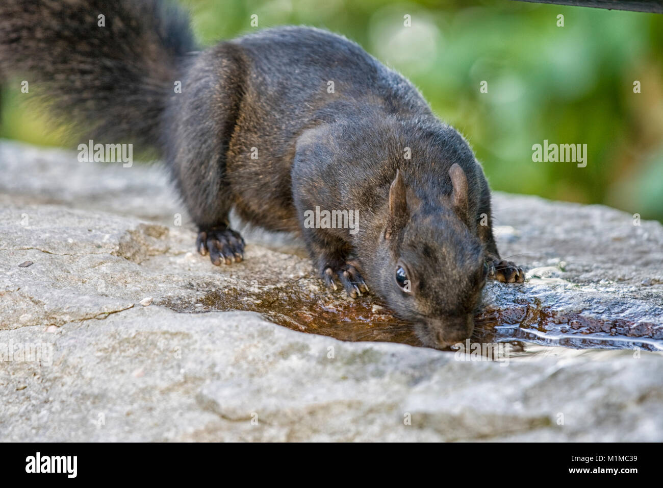 black squirrel drinking water from rock Stock Photo